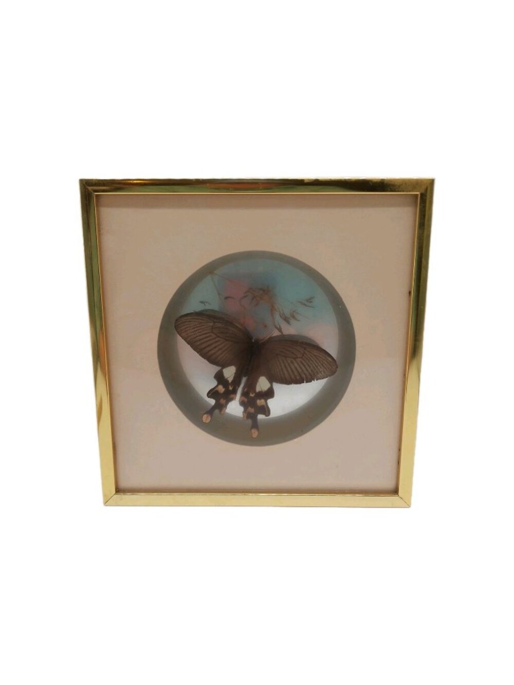 Butterfly Papilio Polytca Australia Framed Shadow Box Bubble Glass 8" Read